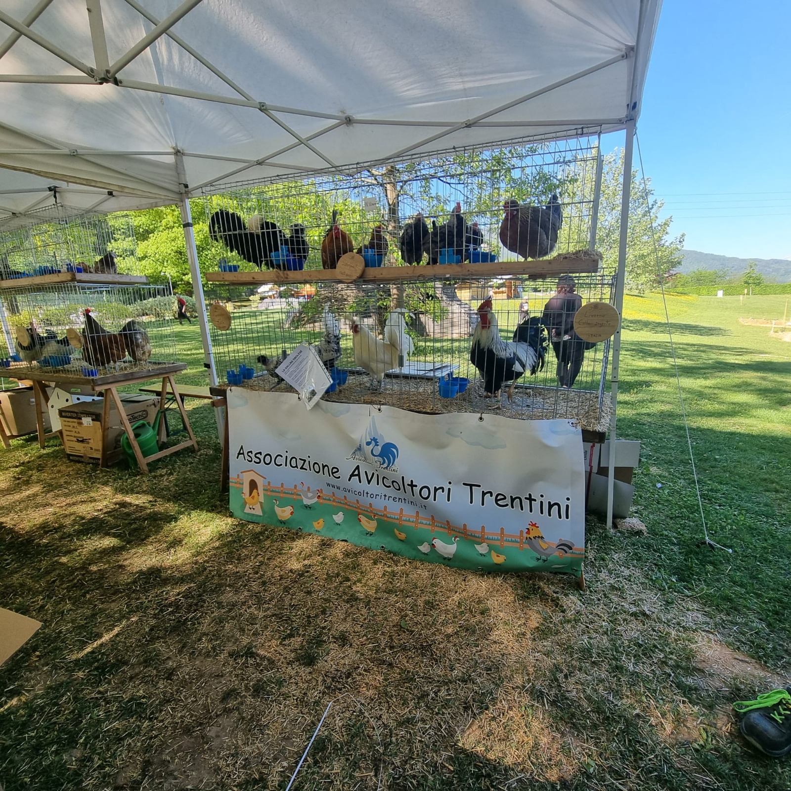 avicolotri pergine 1