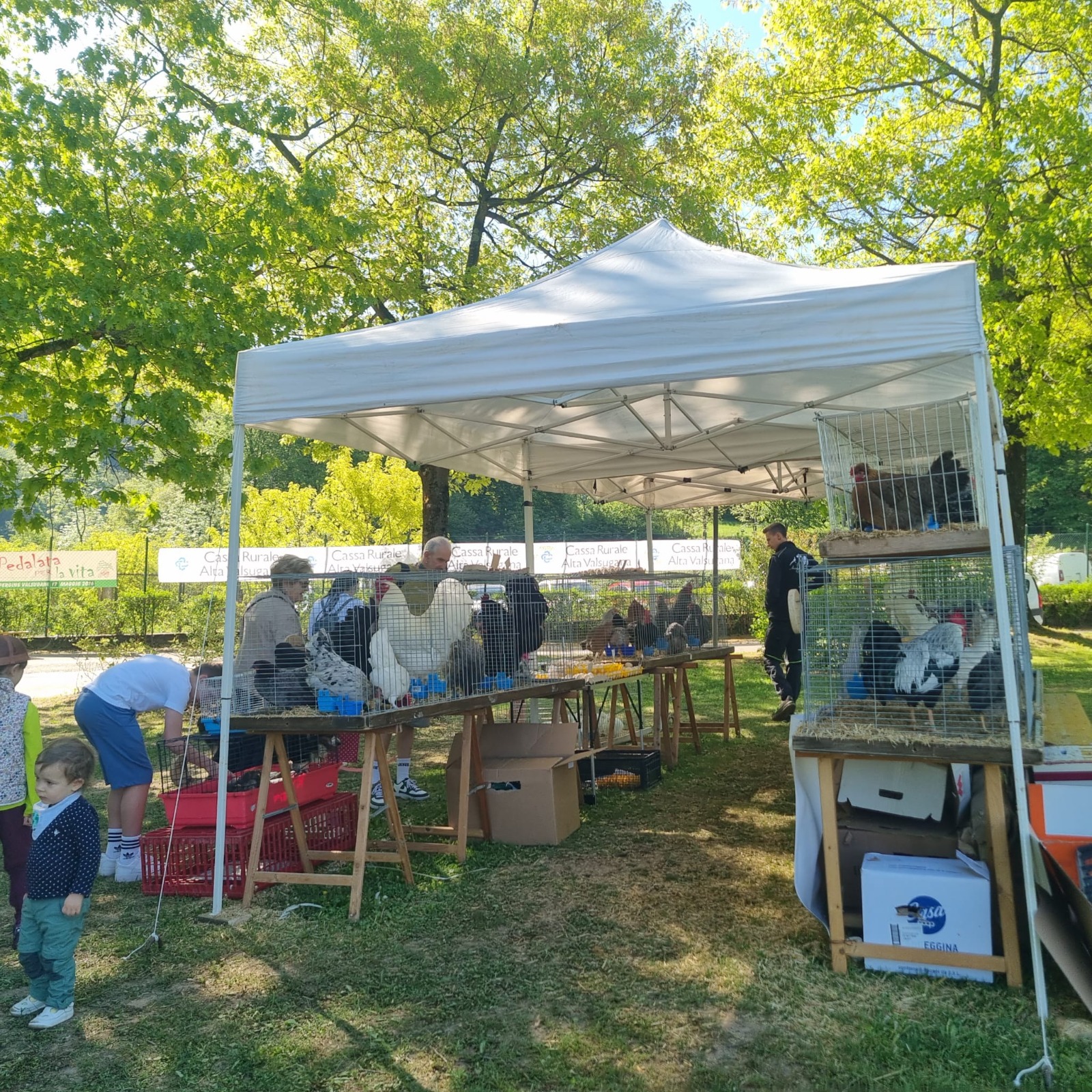 avicolotri pergine 3