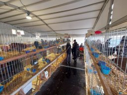 Mostre ed eventi &raquo; 79a Mostra dell’Agricoltura con gli Avicoltori Trentini