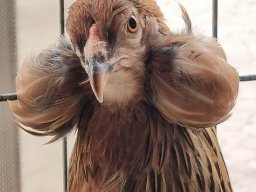 79a Mostra dell’Agricoltura con gli Avicoltori Trentini