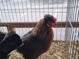 79a Mostra dell’Agricoltura con gli Avicoltori Trentini