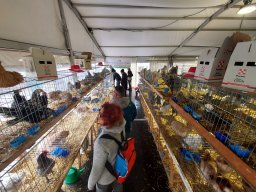 79a Mostra dell’Agricoltura con gli Avicoltori Trentini