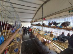 79a Mostra dell’Agricoltura con gli Avicoltori Trentini