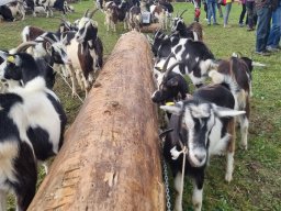 17a Mostra provinciale della capra pezzata mochena