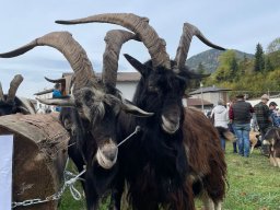 17a Mostra provinciale della capra pezzata mochena