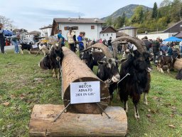 17a Mostra provinciale della capra pezzata mochena