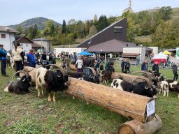 17a Mostra provinciale della capra pezzata mochena