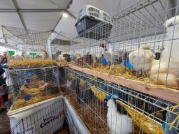 Fiera dell&#039;Agricoltura 2025